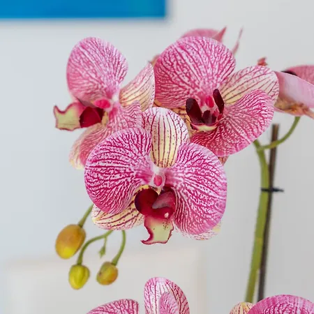 Casa Murice * Amalfi