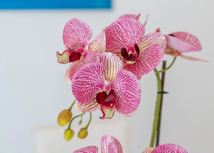 Casa Murice * Amalfi